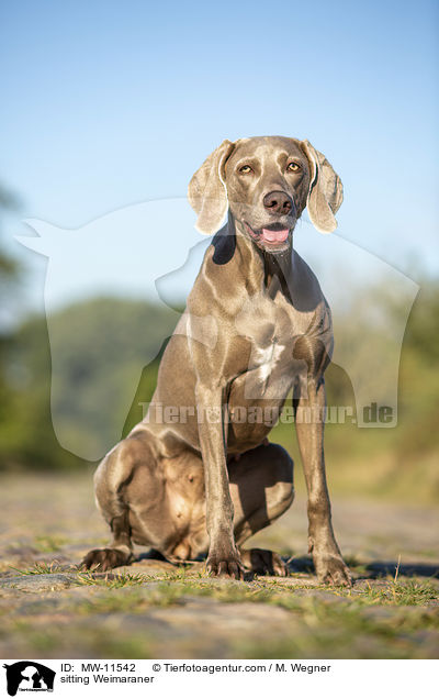 sitzender Weimaraner / sitting Weimaraner / MW-11542