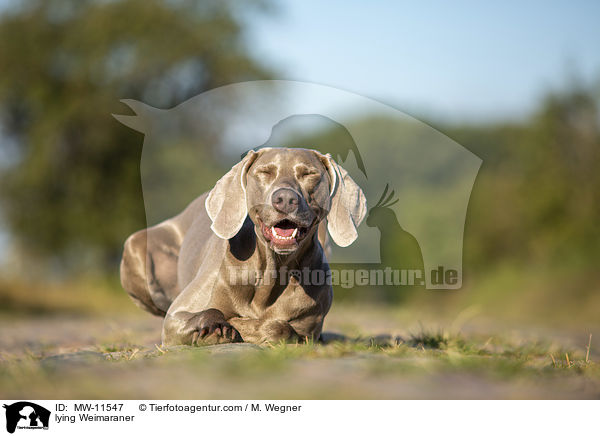 liegender Weimaraner / lying Weimaraner / MW-11547