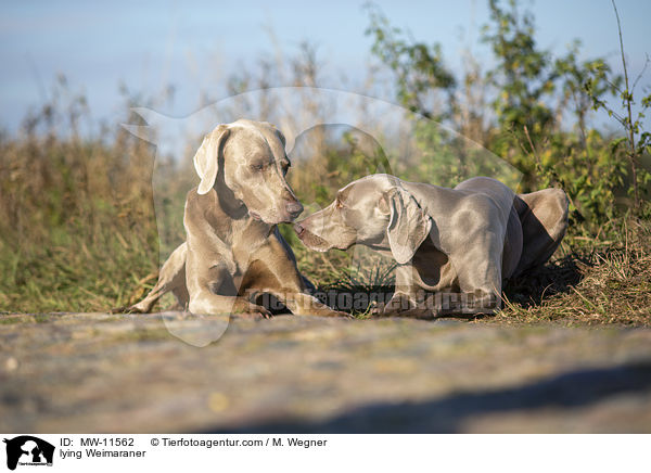 liegende Weimaraner / lying Weimaraner / MW-11562