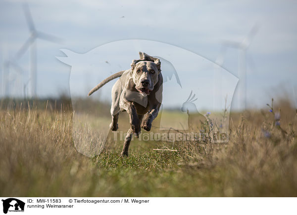 rennender Weimaraner / running Weimaraner / MW-11583