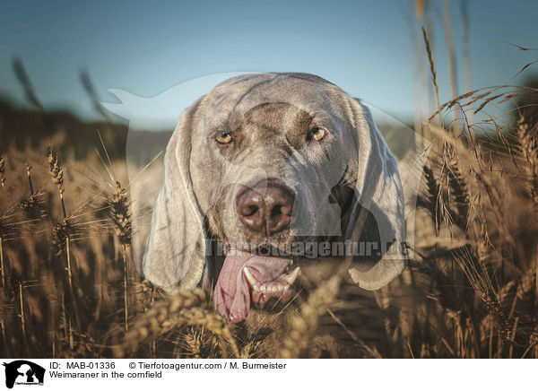 Weimaraner im Getreidefeld / Weimaraner in the cornfield / MAB-01336