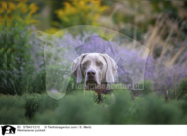 Weimaraner Portrait / Weimaraner portrait / STM-01212