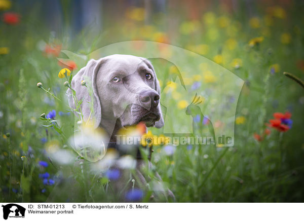 Weimaraner portrait / STM-01213