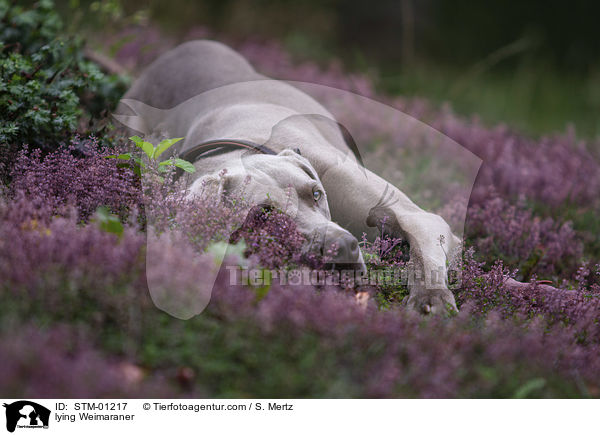 liegender Weimaraner / lying Weimaraner / STM-01217