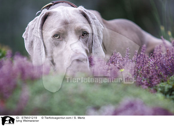 liegender Weimaraner / lying Weimaraner / STM-01219