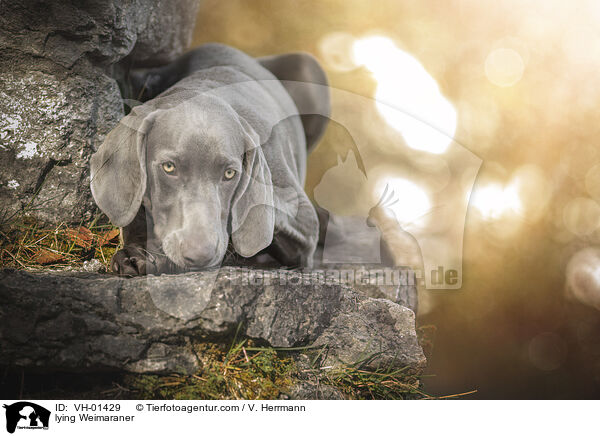 liegender Weimaraner / lying Weimaraner / VH-01429