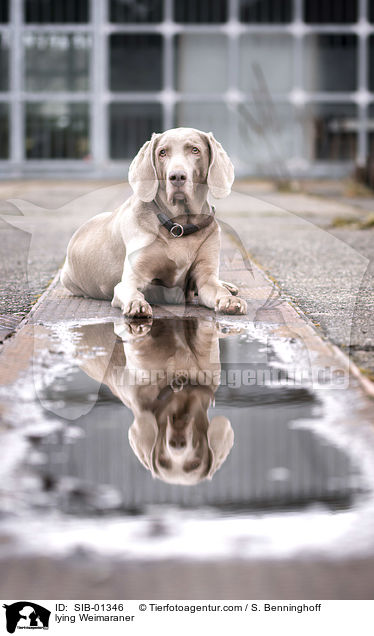 liegender Weimaraner / lying Weimaraner / SIB-01346