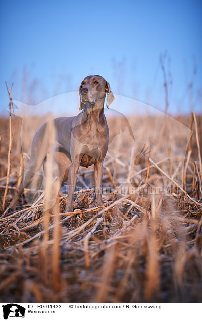 Weimaraner / Weimaraner / RG-01433