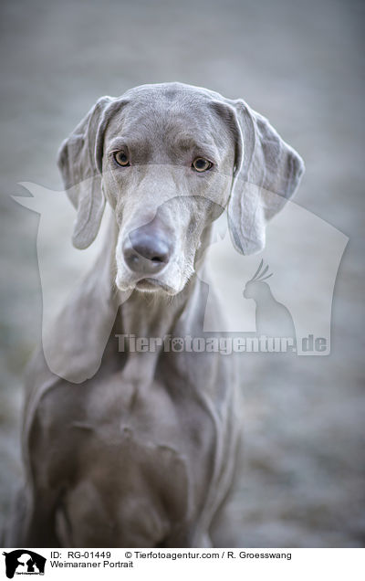 Weimaraner Portrait / Weimaraner Portrait / RG-01449