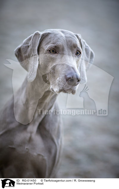 Weimaraner Portrait / RG-01450