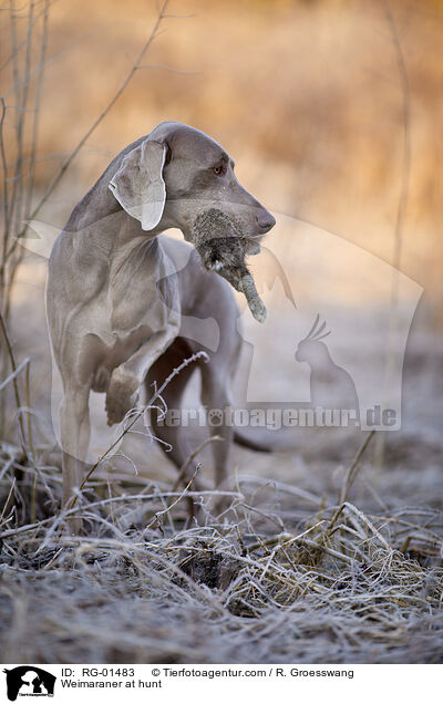 Weimaraner bei der Jagd / Weimaraner at hunt / RG-01483