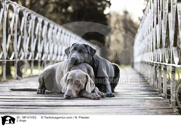 2 dogs / NP-01052