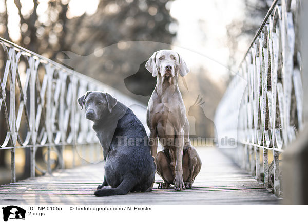 2 dogs / NP-01055