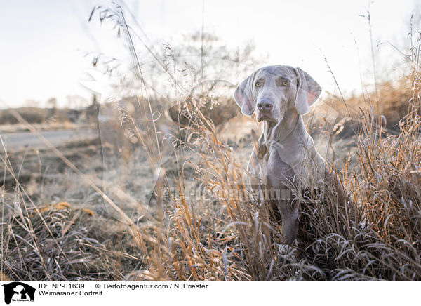 Weimaraner Portrait / NP-01639