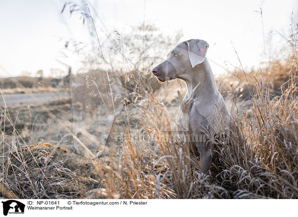 Weimaraner Portrait / NP-01641