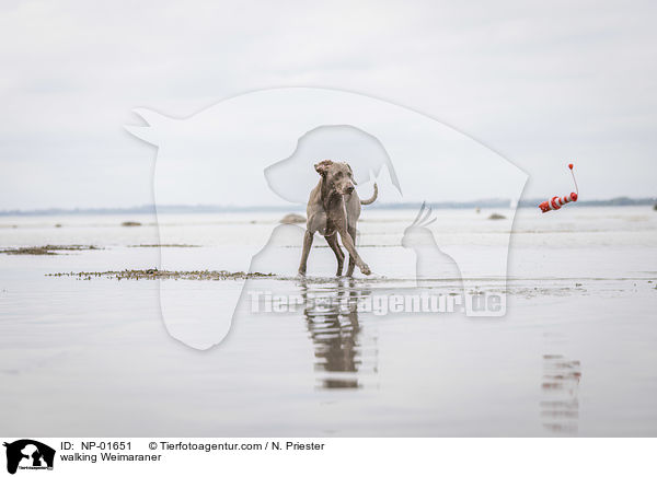 laufender Weimaraner / walking Weimaraner / NP-01651