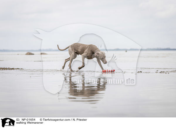 laufender Weimaraner / walking Weimaraner / NP-01654