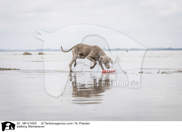 laufender Weimaraner / walking Weimaraner / NP-01655