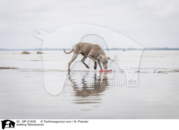 laufender Weimaraner / walking Weimaraner / NP-01656