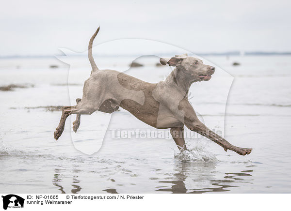 rennender Weimaraner / running Weimaraner / NP-01665