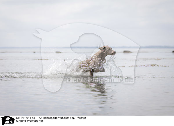 rennender Weimaraner / running Weimaraner / NP-01673