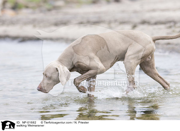 laufender Weimaraner / walking Weimaraner / NP-01682