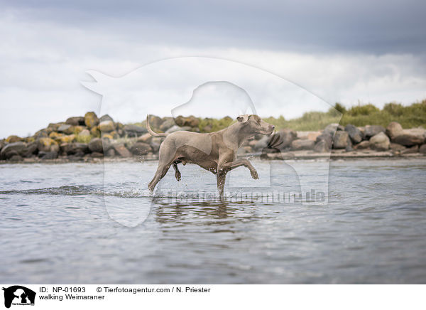 laufender Weimaraner / walking Weimaraner / NP-01693