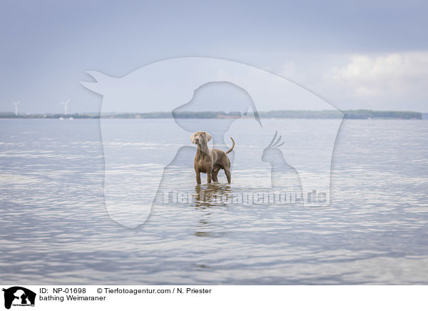 badender Weimaraner / bathing Weimaraner / NP-01698