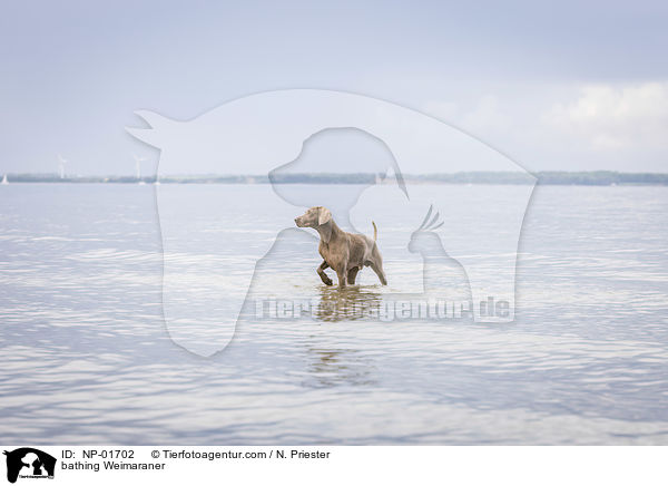 badender Weimaraner / bathing Weimaraner / NP-01702