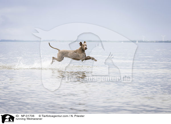 rennender Weimaraner / running Weimaraner / NP-01706