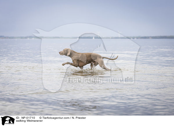 laufender Weimaraner / walking Weimaraner / NP-01710