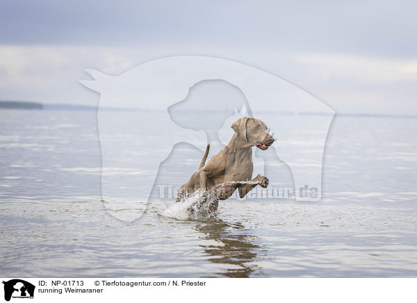 rennender Weimaraner / running Weimaraner / NP-01713