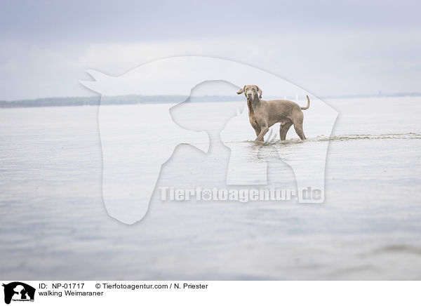 laufender Weimaraner / walking Weimaraner / NP-01717