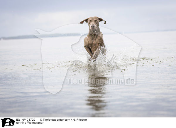 rennender Weimaraner / running Weimaraner / NP-01722