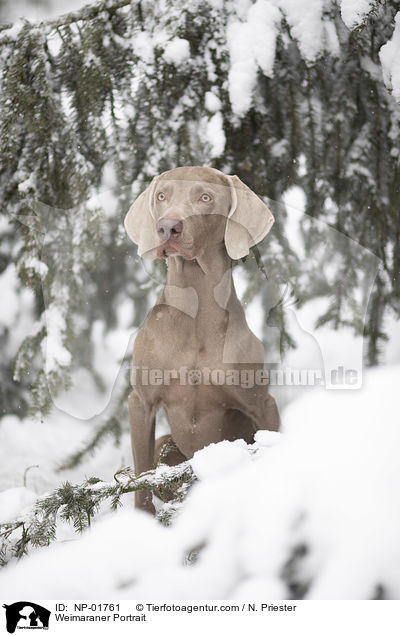 Weimaraner Portrait / Weimaraner Portrait / NP-01761