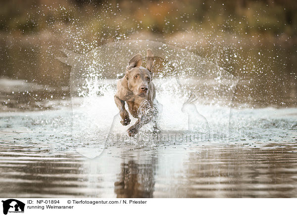 rennender Weimaraner / running Weimaraner / NP-01894