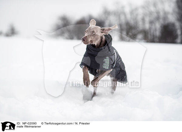 Weimaraner Rde / male Weimaraner / NP-02090