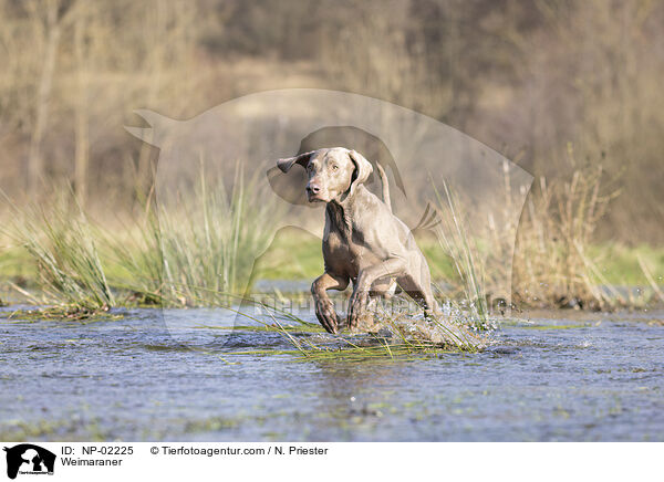 Weimaraner / NP-02225