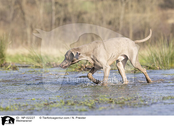 Weimaraner / NP-02227