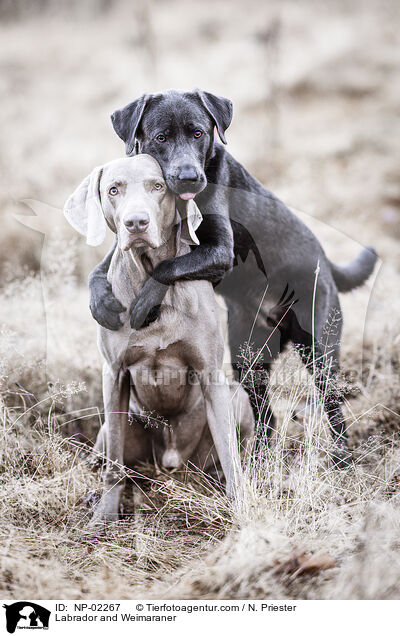 Labrador und Weimaraner / Labrador and Weimaraner / NP-02267