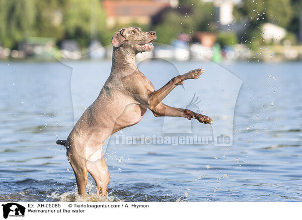 Weimaraner at the water / AH-05085