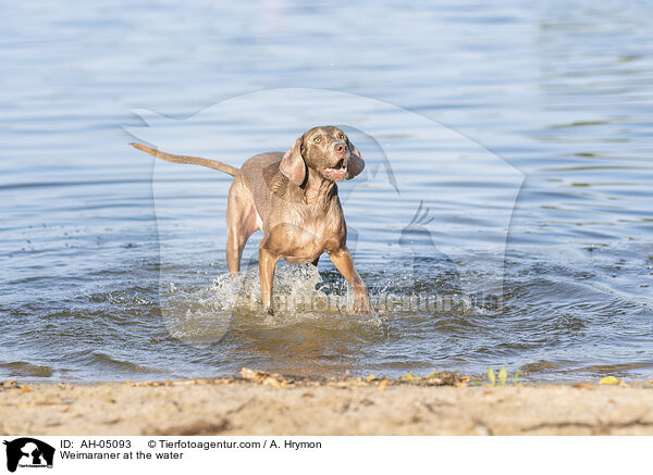 Weimaraner am Wasser / Weimaraner at the water / AH-05093