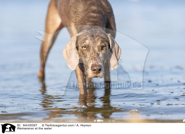 Weimaraner am Wasser / Weimaraner at the water / AH-05097