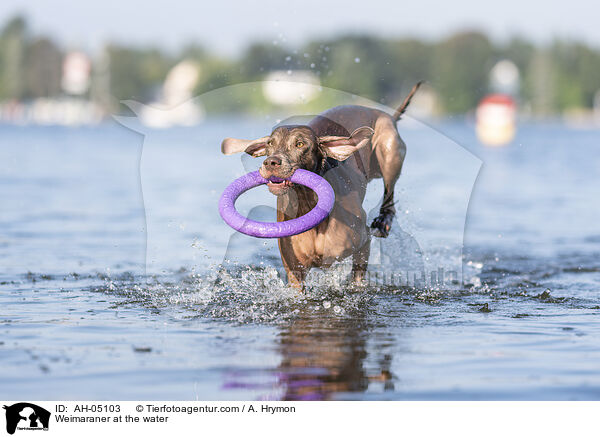 Weimaraner am Wasser / Weimaraner at the water / AH-05103