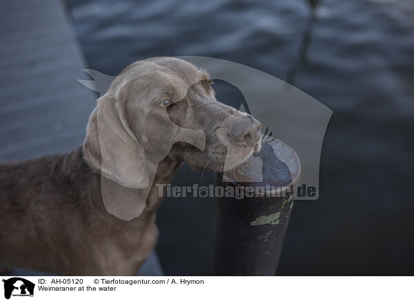 Weimaraner am Wasser / Weimaraner at the water / AH-05120