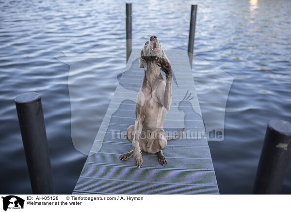 Weimaraner am Wasser / Weimaraner at the water / AH-05128