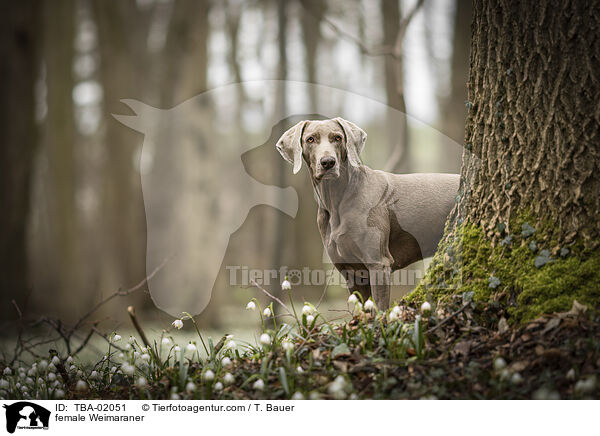 Weimaraner Hndin / female Weimaraner / TBA-02051