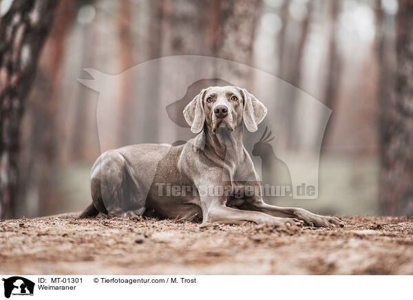 Weimaraner / Weimaraner / MT-01301