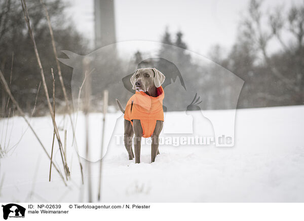 Weimaraner Rde / male Weimaraner / NP-02639