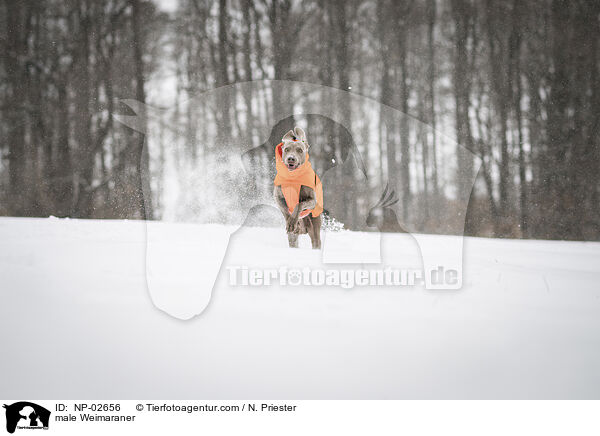 Weimaraner Rde / male Weimaraner / NP-02656